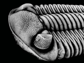 Trilobite 